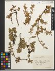 Foto von Salix retusa L.